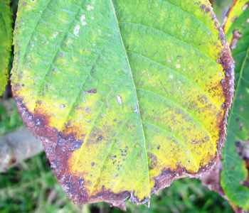 Harrell's | Course Detail | Bacterial Diseases in Ornamentals