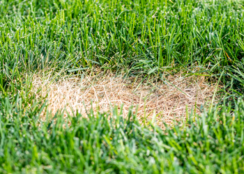 Harrell's | Blog Post | Lawn Disease Check-Up