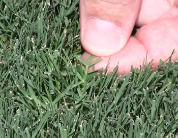 Harrell's | Course Detail | Identifying Turfgrass Water Stress