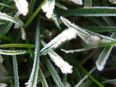 Frost on Turfgrass